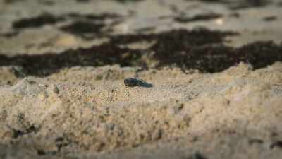 Every extra nest means
another hundred or so hatchlings, - The Year Earth Changed