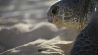 Every inch she travels is gruelling. - Planet Earth III