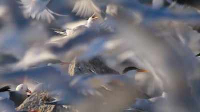 Every other species on Earth reaches
a maximum population after a time. - David Attenborough: A Life on Our Planet