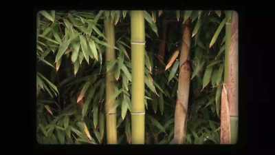 Every pattern
and every tree - A Brief History of the Future