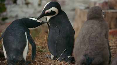 Every season, a few early nesters - Penguin Town