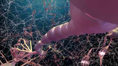 Every single neuron in the brain - Human: The World Within