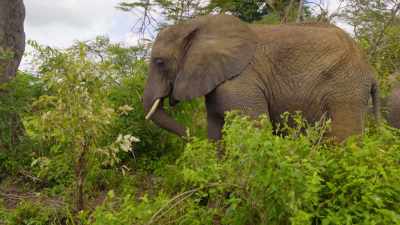 Every single one
of these animals is here - Why on Earth