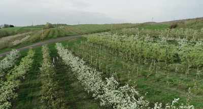 Every single row had been
gone up and down - The Pollinators