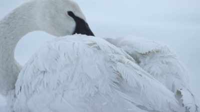 Every species that
has managed to survive - Yellowstone: One-Fifty