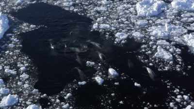"Every spring, this group migrates
eight hundred miles" - Secrets of the Whales