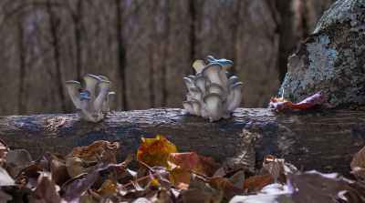 Every time you pick up
a mushroom, - Fantastic Fungi