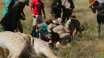 Every time, she's on the ground,
the vet will take blood samples - The Woman Who Loves Giraffes