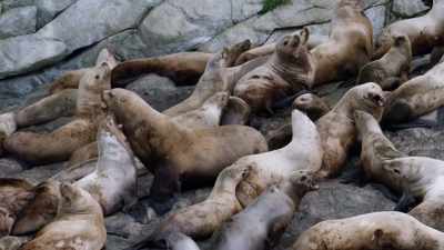 Every time
you see these animals... - Edge of the Earth