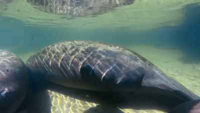 Every year, more than 100 manatees die
from human causes. - Seven Worlds, One Planet