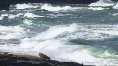 Every year on just a few islands, - Blue Planet II