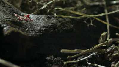 Every year, - The Green Planet