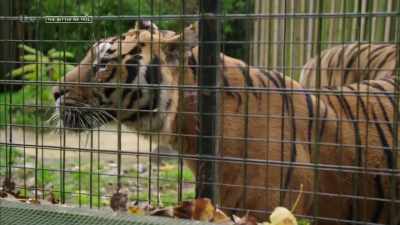'Every year, the RSPCA - Britain's Tiger Kings - On the Trail with Ross Kemp