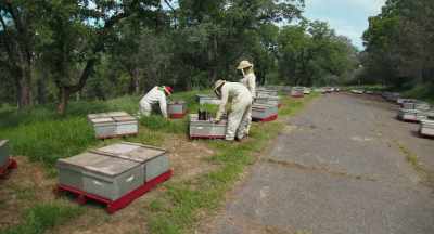 Everybody is replacing queens,
you know, - The Pollinators