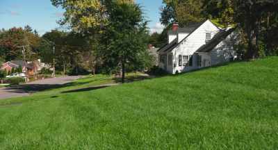 Everybody wants
a magnificent green lawn - The Pollinators