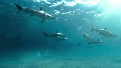 EveryJanuary,
they seek out these warm shallows - Blue Planet II