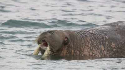 Everyone is doing it.
It saves both time and energy. - Frozen Planet II