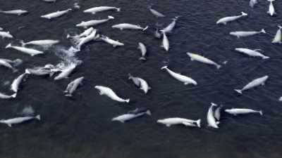 "Everyone in this family
was raised right here." - Secrets of the Whales