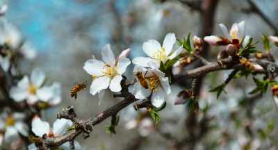 -Everyone uses this CCD to mean
whenever a colony dies. - The Pollinators