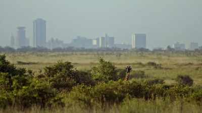 Everyone is worried
about the elephants, - The Woman Who Loves Giraffes