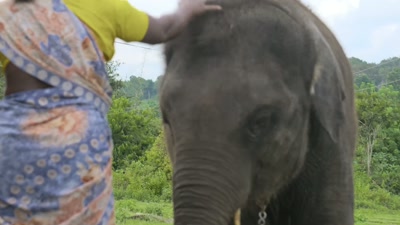Everything about him is like a human, - The Elephant Whisperers