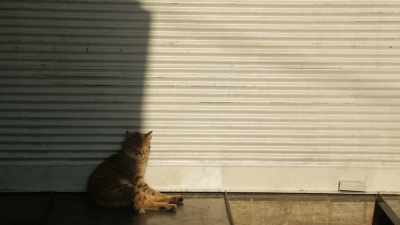 Everything is beautiful
when you look at it with love. - Kedi