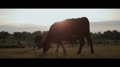 Everything that bothered me about
the process of farming in the past, - 73 Cows