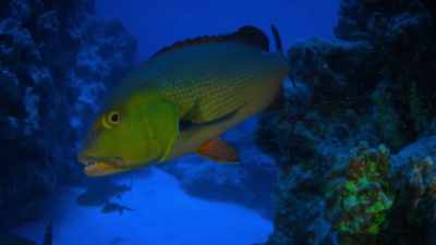 Everything from the largest
animals in the ocean to the - Protecting Paradise: The Story of Niue