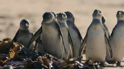 Everything... - Penguin Town