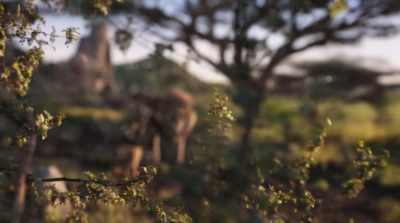 Everything you see
exists together - The Lion King