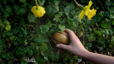 Everything's an adventure, - Crock of Gold: A Few Rounds with Shane MacGowan