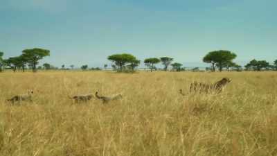 Everywhere Kike has gone, - Serengeti