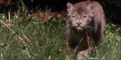 EVIL IT WAS,
FOR IT WAS THE LYNX, - The Incredible Journey