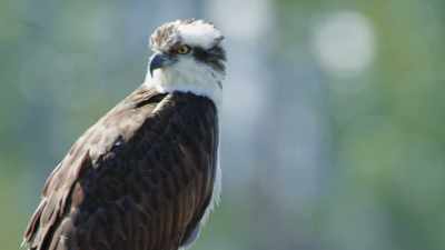 Evolved for life on the water, - Epic Yellowstone