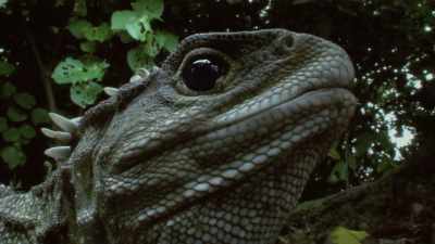 Evolving to thrive
in New Zealand's colder temperatures - Modern Dinosaurs
