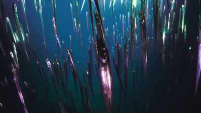 Evviva - Deep Rising