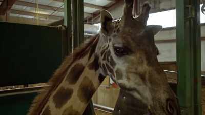 Exactly, yes, and not only that, - The Woman Who Loves Giraffes