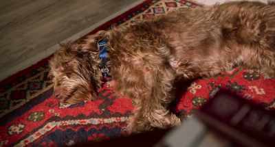 Example 9,058. Why being a dog
is better than being a person. - Think Like a Dog