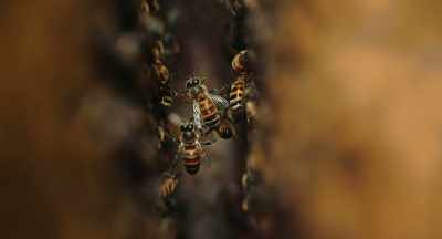 Example of this is
the interaction of Varroa mites - The Pollinators