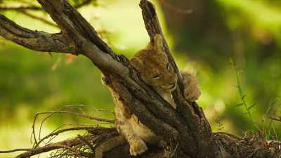 Except the cubs,
who have energy to spare. - Serengeti