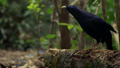 Except this work of art
was created by a bowerbird. - Cosmos: Possible Worlds