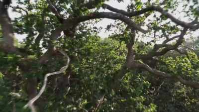 Excess resources stored
by the mature trees - Wild Isles