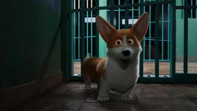 Excuse me? Do you know who I am? - The Queen's Corgi