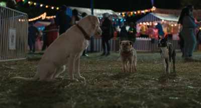 Excuse me. Do you know where we
can get some food around here? - Strays