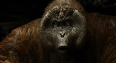 Excuse meAnybodyExcuse meam I in the right monkey templeOh my goshIs that King LouieThis is so excitingThe legends do you no justice sirYou are truly enormousIn the best wayLook at all of that fleshjust squatting thereon an ancient throneHow majesticSeize - The Jungle Book