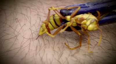 Executioner wasp is a
firecracker. - Kings of Pain