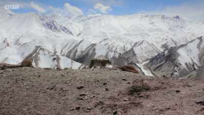 Existence
in these unforgiving mountains - Planet Earth: A Celebration