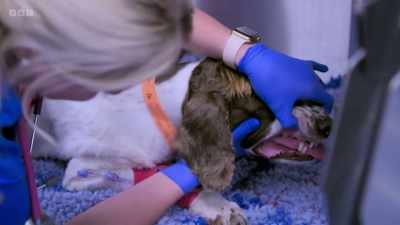 ..expect the unexpected. - 24/7 Pet Hospital