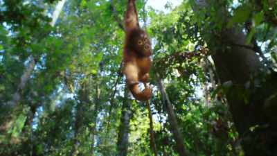 Experience a world
beyond imagination - The Secret Lives of Animals