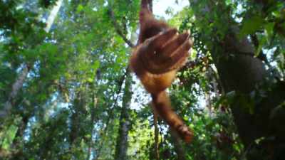 Experience a world beyond imagination - The Secret Lives of Animals